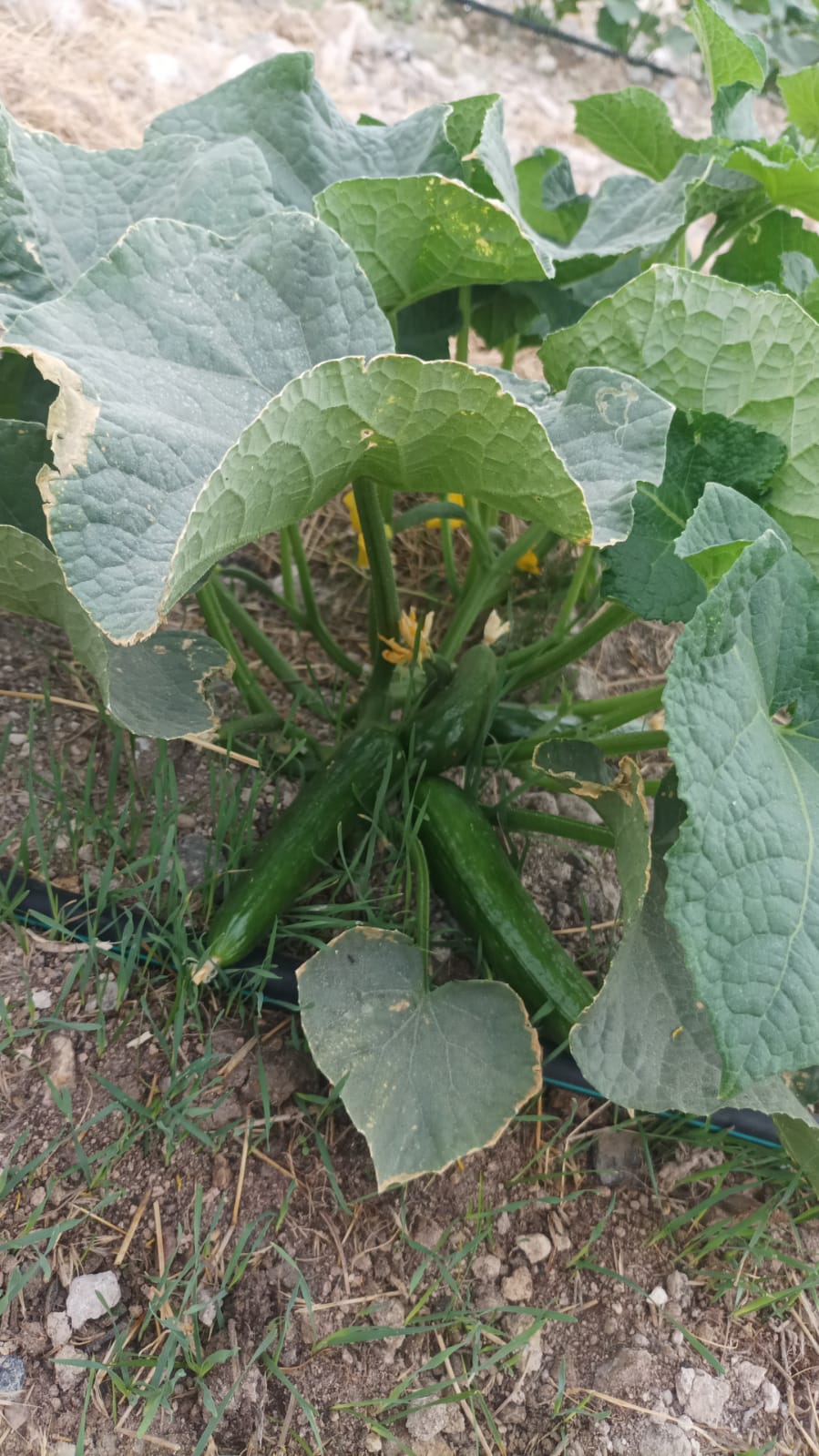 Asaf Tarım ve Hayvancılık